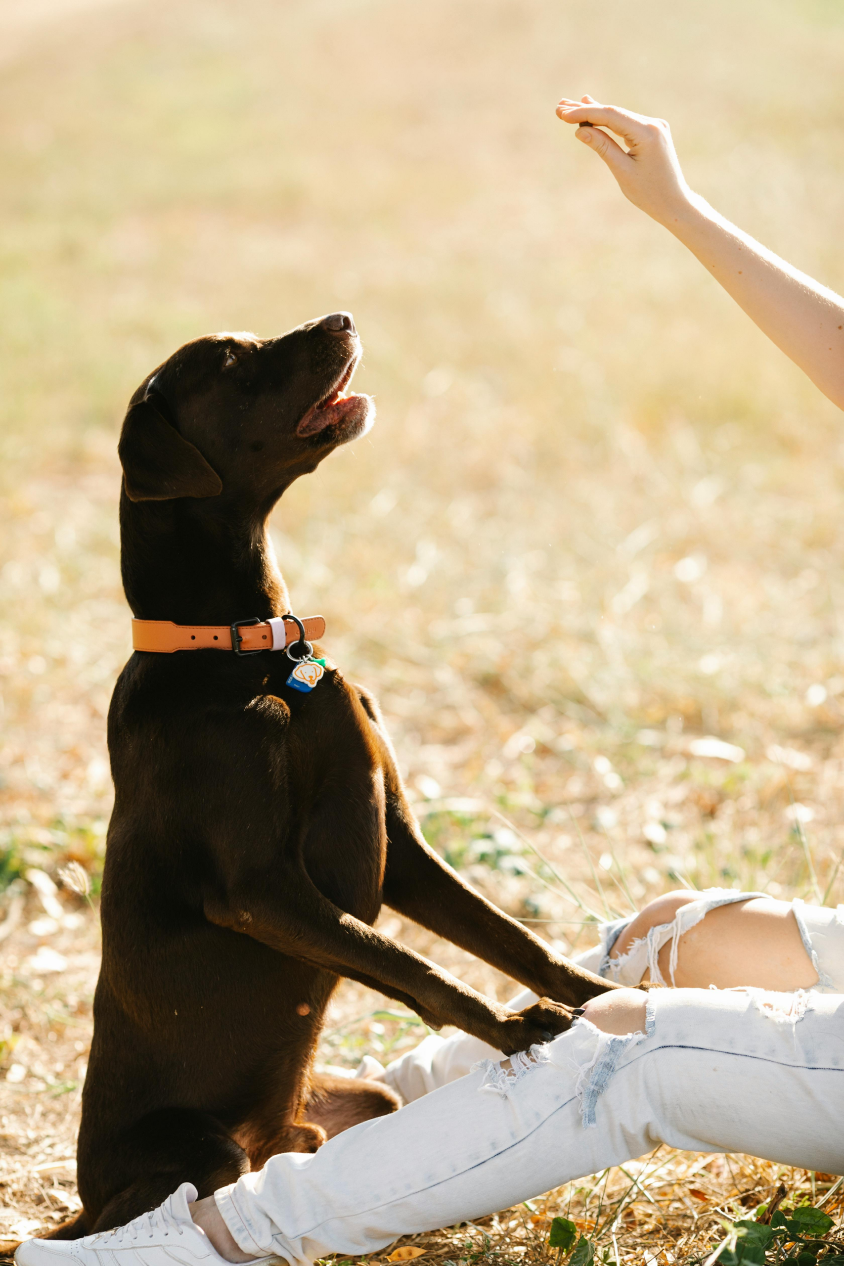 westport dog whisperer home 1